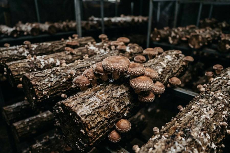 Hodowla grzybów shitake zastosowanie i uprawa w domowych warunkach