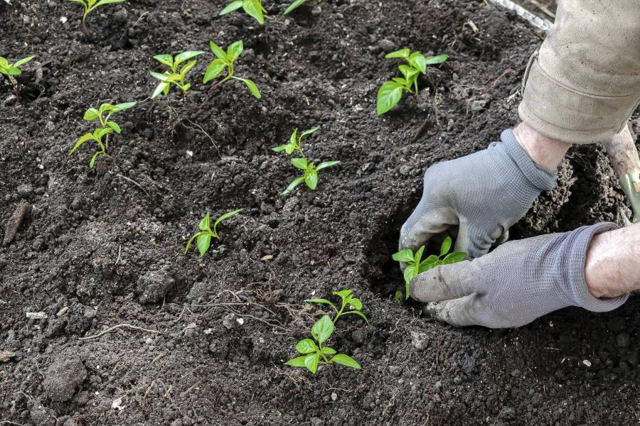 Jak wysiać nasiona pomidorów żeby dobrze rosły?